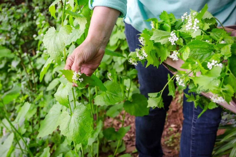 Eetbaar en medicinaal onkruid:39 veel voorkomende planten voor gezondheid en welzijn 