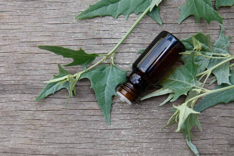 Eetbaar en medicinaal onkruid:39 veel voorkomende planten voor gezondheid en welzijn 