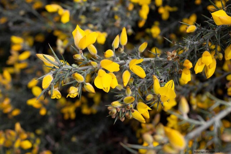 Eetbaar en medicinaal onkruid:39 veel voorkomende planten voor gezondheid en welzijn 