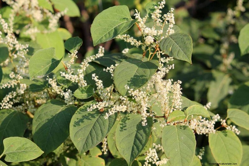 Eetbaar en medicinaal onkruid:39 veel voorkomende planten voor gezondheid en welzijn 