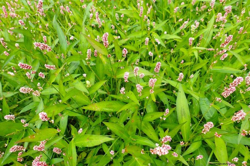 Eetbaar en medicinaal onkruid:39 veel voorkomende planten voor gezondheid en welzijn 