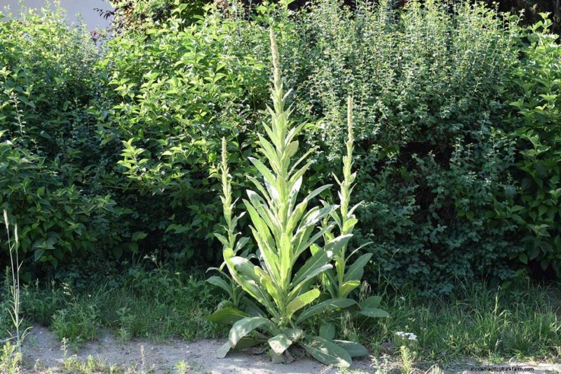 Eetbaar en medicinaal onkruid:39 veel voorkomende planten voor gezondheid en welzijn 