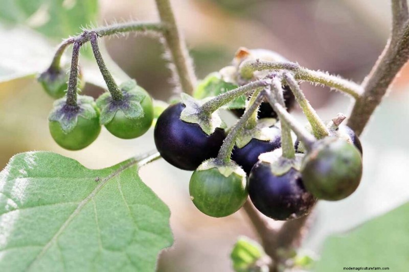 Eetbaar en medicinaal onkruid:39 veel voorkomende planten voor gezondheid en welzijn 