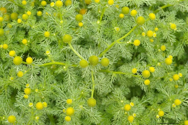 Eetbaar en medicinaal onkruid:39 veel voorkomende planten voor gezondheid en welzijn 
