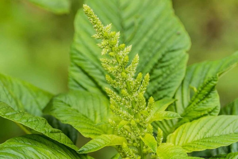 Eetbaar en medicinaal onkruid:39 veel voorkomende planten voor gezondheid en welzijn 