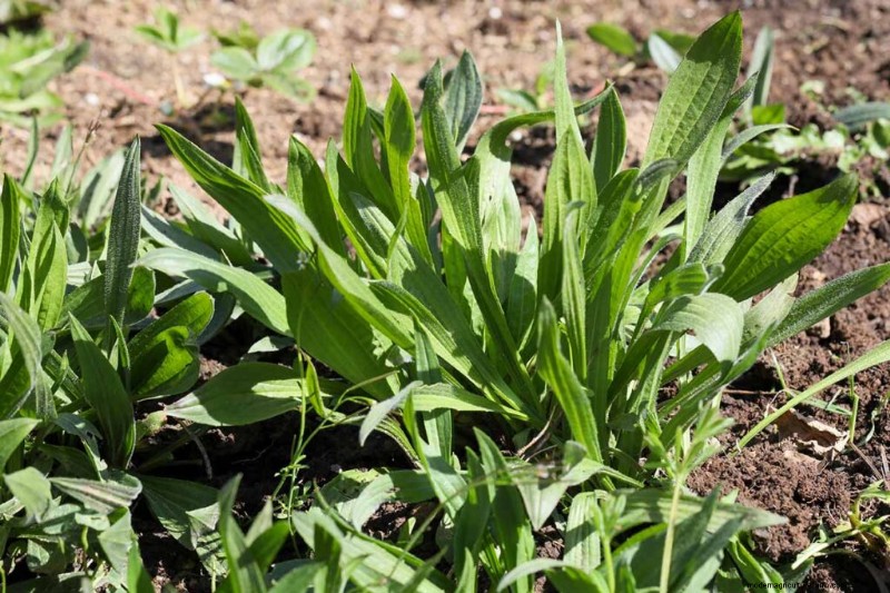 Eetbaar en medicinaal onkruid:39 veel voorkomende planten voor gezondheid en welzijn 