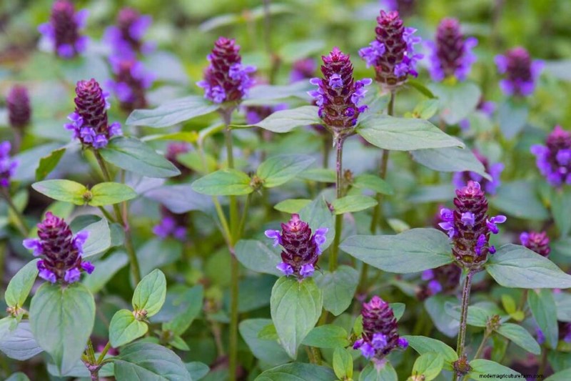 Eetbaar en medicinaal onkruid:39 veel voorkomende planten voor gezondheid en welzijn 