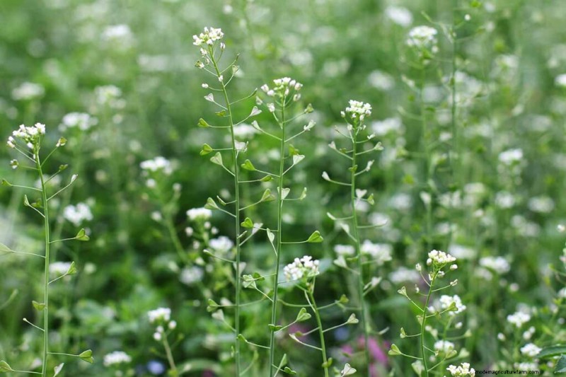 Eetbaar en medicinaal onkruid:39 veel voorkomende planten voor gezondheid en welzijn 