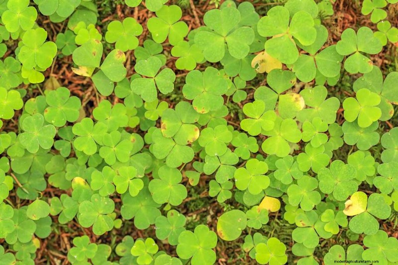 Eetbaar en medicinaal onkruid:39 veel voorkomende planten voor gezondheid en welzijn 