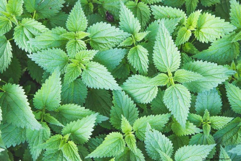 Eetbaar en medicinaal onkruid:39 veel voorkomende planten voor gezondheid en welzijn 
