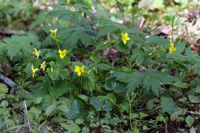 Eetbaar en medicinaal onkruid:39 veel voorkomende planten voor gezondheid en welzijn 