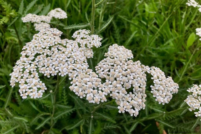 Eetbaar en medicinaal onkruid:39 veel voorkomende planten voor gezondheid en welzijn 