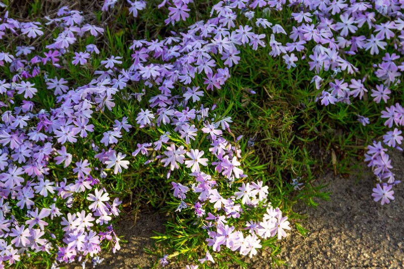 Le migliori coperture fiorite per l abbellimento:15 scelte migliori 