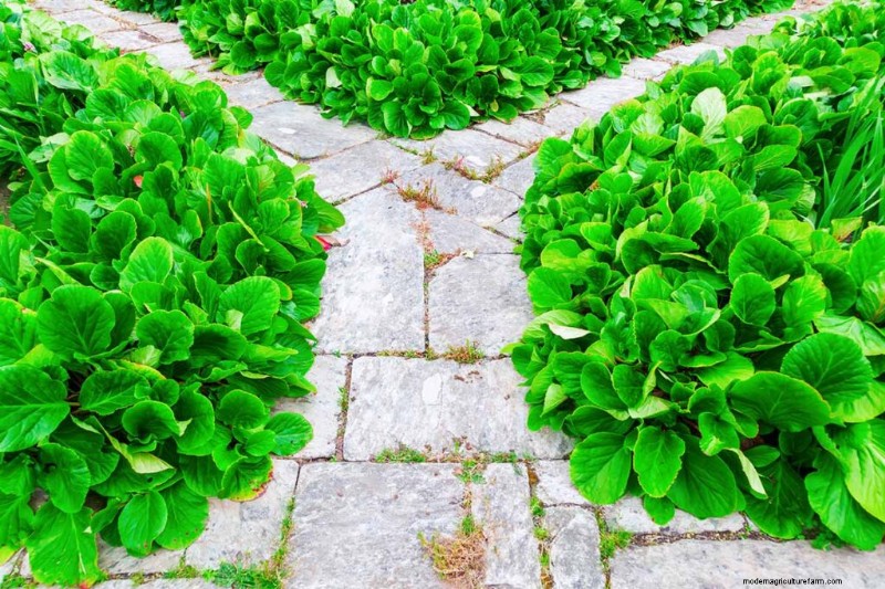 Le migliori coperture fiorite per l abbellimento:15 scelte migliori 