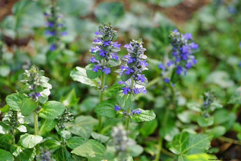 Le migliori coperture fiorite per l abbellimento:15 scelte migliori 