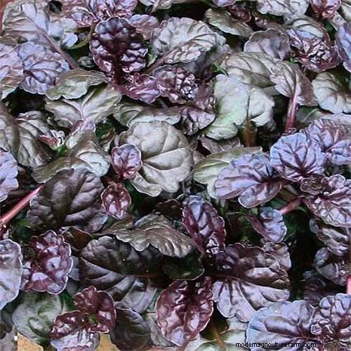 Le migliori coperture fiorite per l abbellimento:15 scelte migliori 