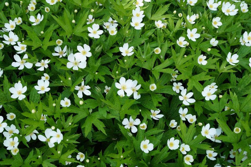 Le migliori coperture fiorite per l abbellimento:15 scelte migliori 