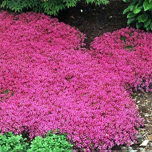 Le migliori coperture fiorite per l abbellimento:15 scelte migliori 