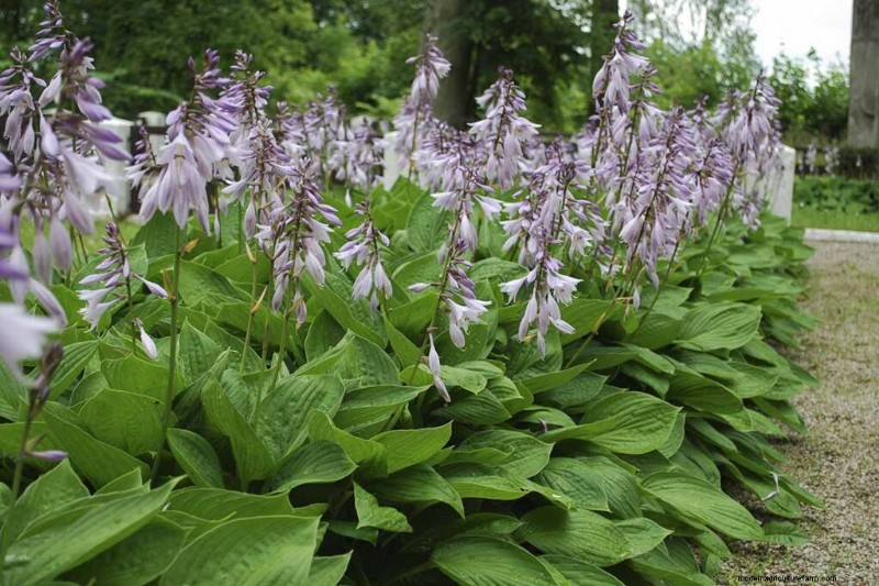 Le migliori coperture fiorite per l abbellimento:15 scelte migliori 