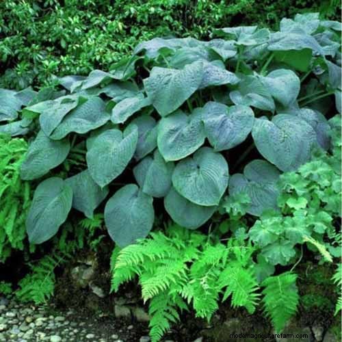 Le migliori coperture fiorite per l abbellimento:15 scelte migliori 