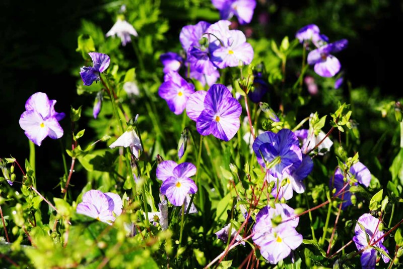 Le migliori coperture fiorite per l abbellimento:15 scelte migliori 