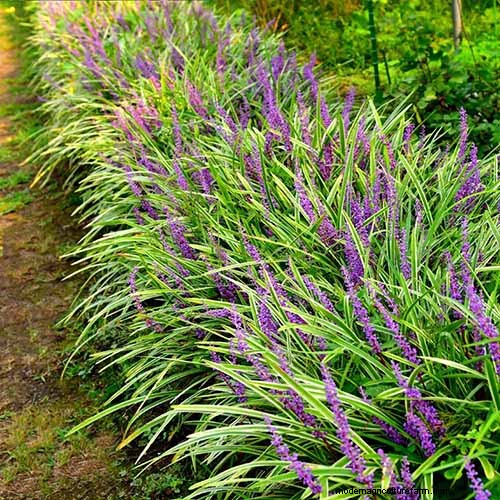 Le migliori coperture fiorite per l abbellimento:15 scelte migliori 