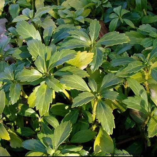 Le migliori coperture fiorite per l abbellimento:15 scelte migliori 