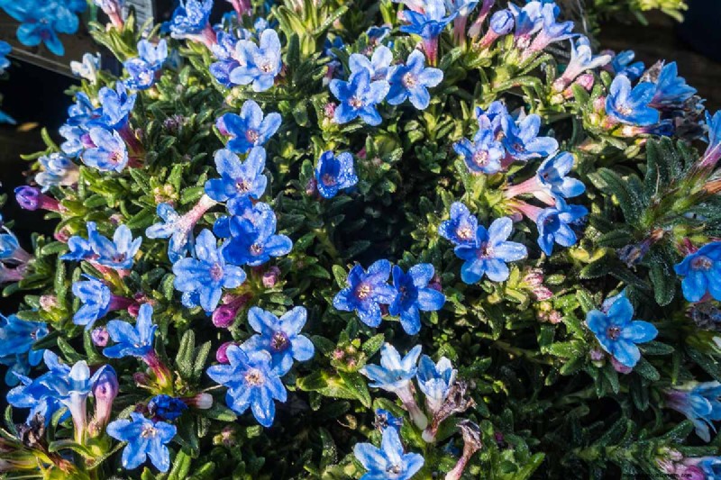 Le migliori coperture fiorite per l abbellimento:15 scelte migliori 