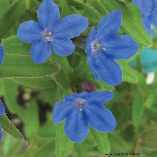 Le migliori coperture fiorite per l abbellimento:15 scelte migliori 