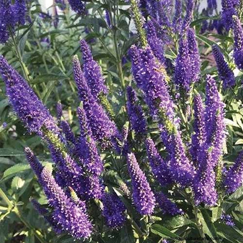 Le migliori coperture fiorite per l abbellimento:15 scelte migliori 