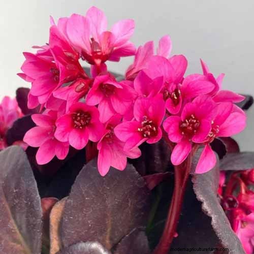 Le migliori coperture fiorite per l abbellimento:15 scelte migliori 