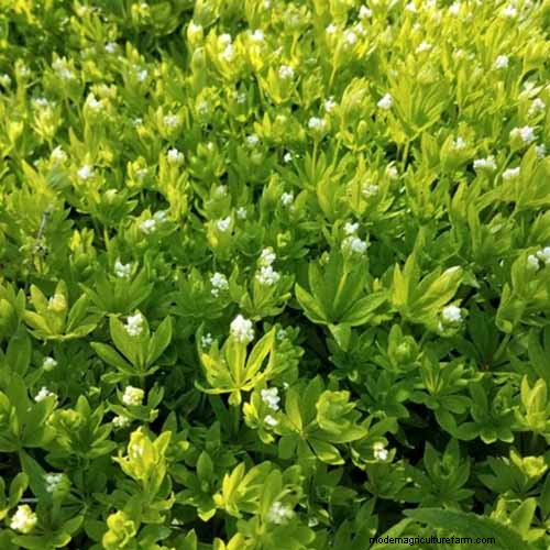Le migliori coperture fiorite per l abbellimento:15 scelte migliori 