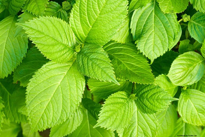 Shiso (Perilla)-Anbauanleitung:Pflanzen und Ernten 