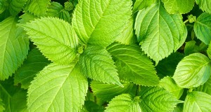 Guía de cultivo de shiso (perilla):plantación y cosecha 