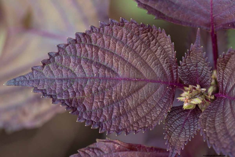 Shiso (Perilla)-Anbauanleitung:Pflanzen und Ernten 