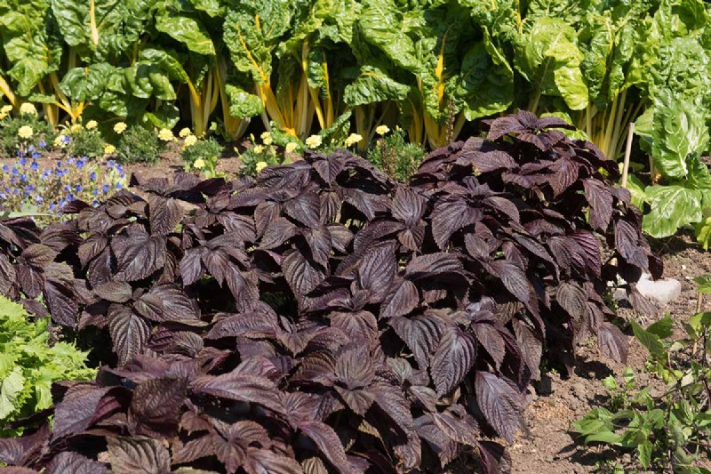 Shiso (Perilla)-Anbauanleitung:Pflanzen und Ernten 