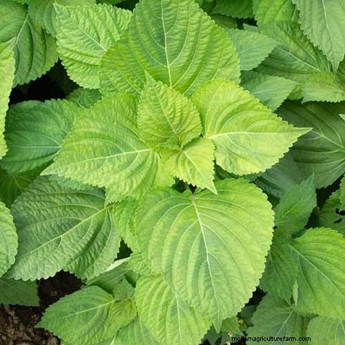 Shiso (Perilla)-Anbauanleitung:Pflanzen und Ernten 