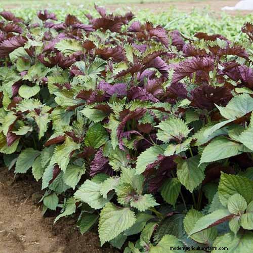 Shiso (Perilla)-Anbauanleitung:Pflanzen und Ernten 