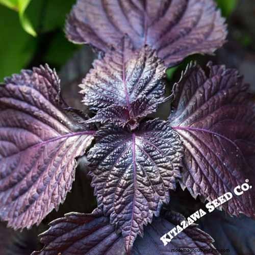Shiso (Perilla)-Anbauanleitung:Pflanzen und Ernten 