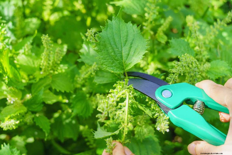 Shiso (Perilla)-Anbauanleitung:Pflanzen und Ernten 