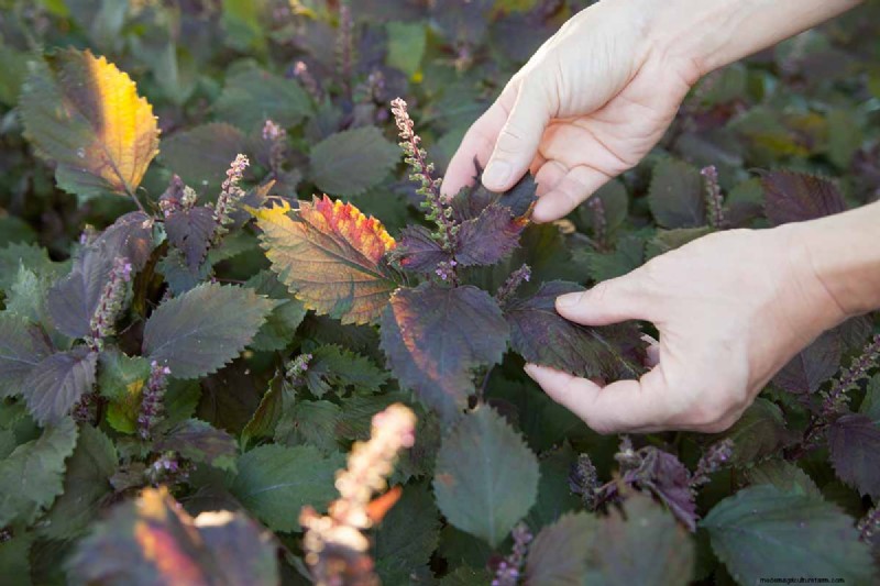 Shiso (Perilla)-Anbauanleitung:Pflanzen und Ernten 