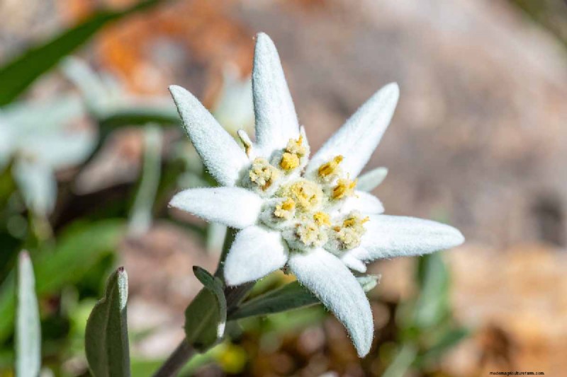 Edelweiß:Anbau und Pflege der ikonischen Alpenblume 