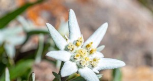 Stella alpina:coltivare e prendersi cura dell iconico fiore alpino 