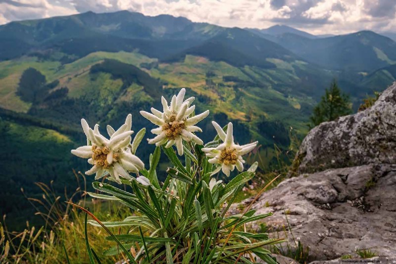 Edelweiß:Anbau und Pflege der ikonischen Alpenblume 