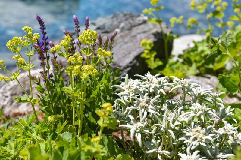 Edelweiß:Anbau und Pflege der ikonischen Alpenblume 
