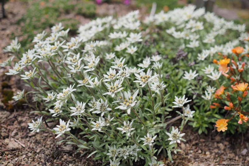 Edelweiß:Anbau und Pflege der ikonischen Alpenblume 