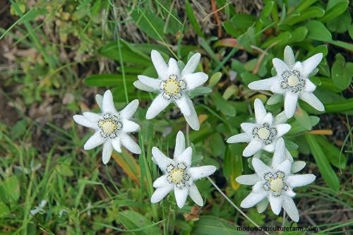 Edelweiß:Anbau und Pflege der ikonischen Alpenblume 