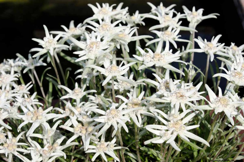 Edelweiß:Anbau und Pflege der ikonischen Alpenblume 