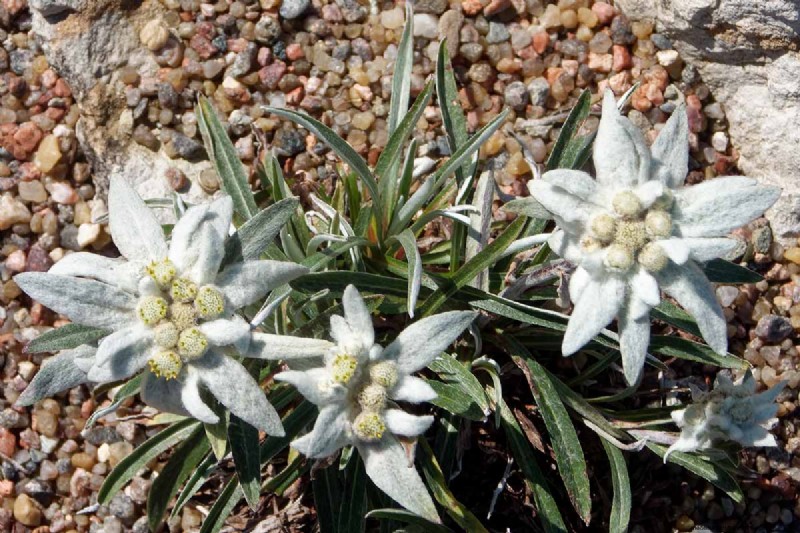 Edelweiß:Anbau und Pflege der ikonischen Alpenblume 