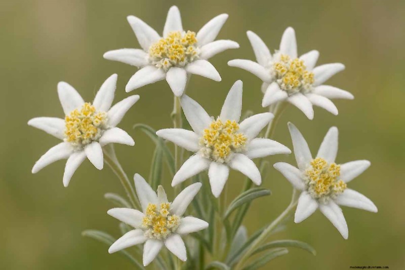 Edelweiß:Anbau und Pflege der ikonischen Alpenblume 